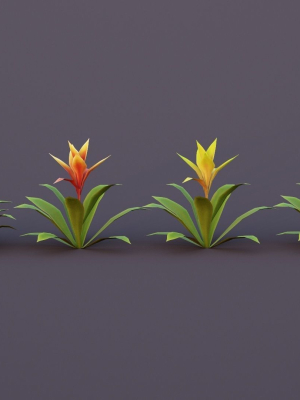 bromeliad-tropical-flowers-3d-model-low-poly-obj-fbx