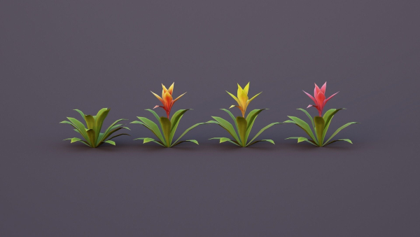 Bromeliad Tropical Flowers