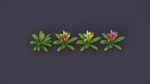 Bromeliad Tropical Flowers
