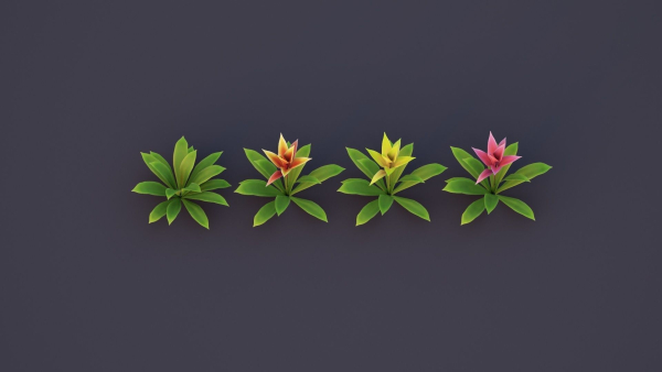 Bromeliad Tropical Flowers