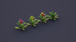 Bromeliad Tropical Flowers