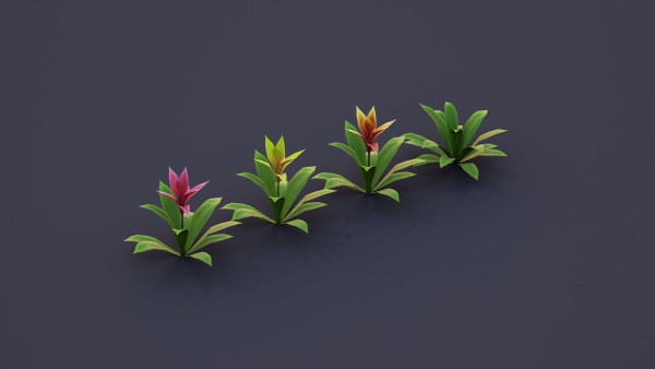 Bromeliad Tropical Flowers