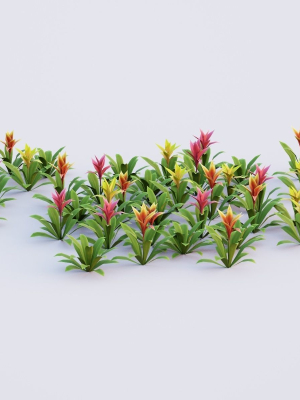 Bromeliad Tropical Flowers