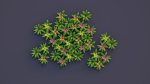 Bromeliad Tropical Flowers