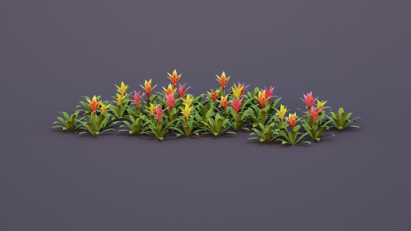 Bromeliad Tropical Flowers