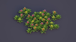Bromeliad Tropical Flowers