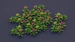 Bromeliad Tropical Flowers