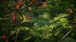 Brumble Tunnel Close-Up