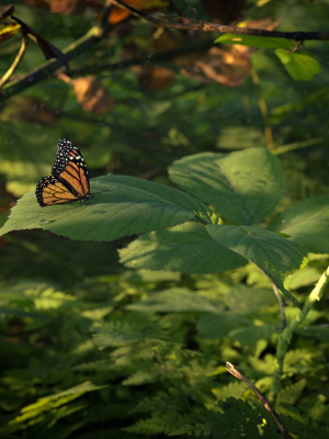 Brumble Tunnel Close-Up