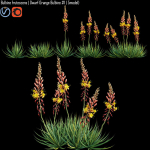 Bulbine frutescens  Dwarf Orange Bulbine