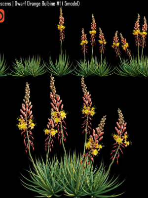 Bulbine frutescens  Dwarf Orange Bulbine