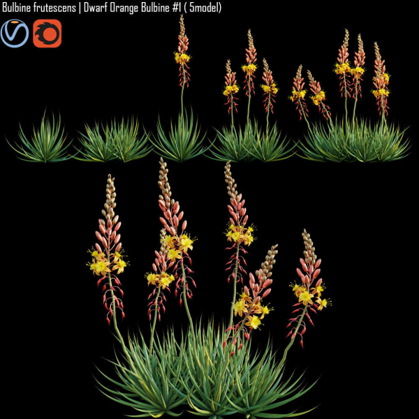 Bulbine frutescens  Dwarf Orange Bulbine