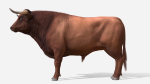 Bull realistic
