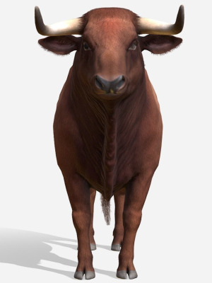 bull-realistic-3d-model-cdf83ebc68