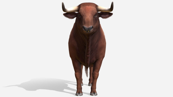 Bull realistic