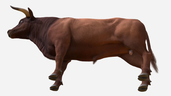 Bull realistic