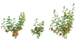 Bundle 37 - Vegetable plant