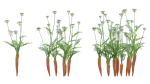 Bundle 37 - Vegetable plant
