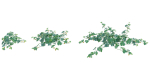 Bundle 37 - Vegetable plant
