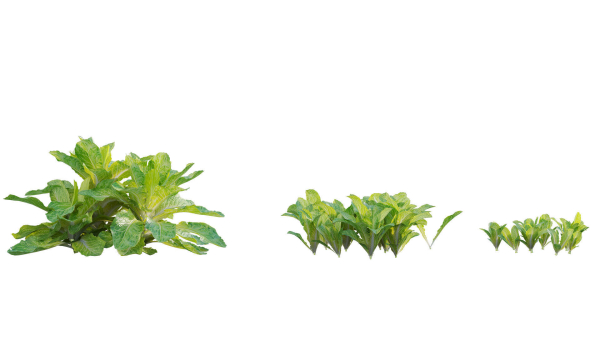 Bundle 37 - Vegetable plant