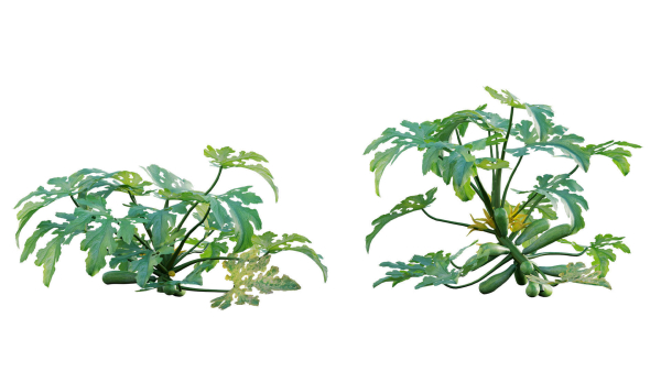 Bundle 37 - Vegetable plant