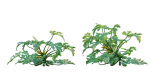 Bundle 37 - Vegetable plant