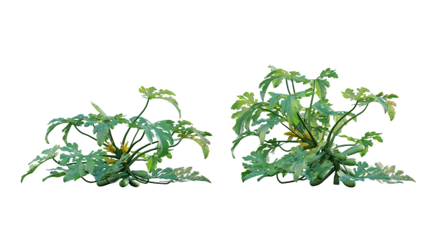 Bundle 37 - Vegetable plant