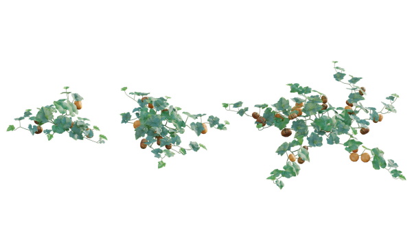 Bundle 37 - Vegetable plant
