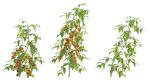 Bundle 37 - Vegetable plant