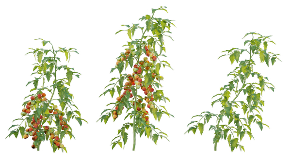 Bundle 37 - Vegetable plant