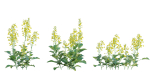 Bundle 37 - Vegetable plant