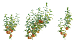 Bundle 37 - Vegetable plant
