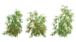 Bundle 37 - Vegetable plant