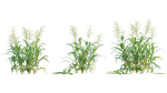 Bundle 37 - Vegetable plant
