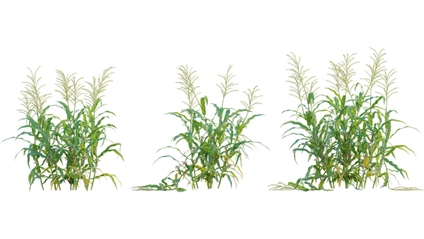 Bundle 37 - Vegetable plant