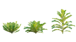 Bundle 37 - Vegetable plant