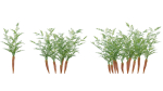 Bundle 37 - Vegetable plant