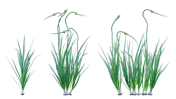 Bundle 37 - Vegetable plant
