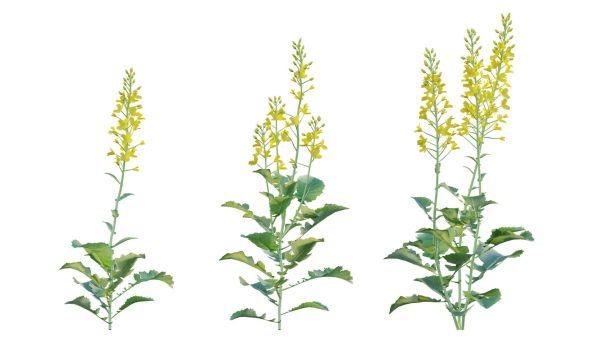 Bundle 37 - Vegetable plant