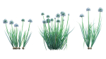 Bundle 37 - Vegetable plant