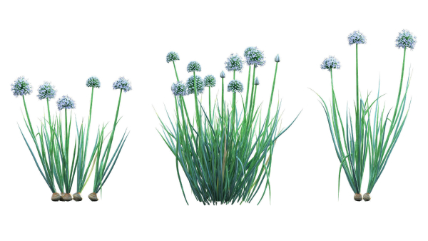 Bundle 37 - Vegetable plant