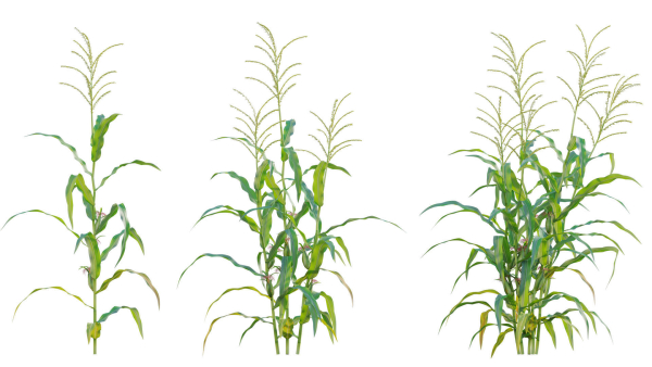 Bundle 37 - Vegetable plant