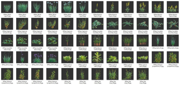 Bundle 37 - Vegetable plant