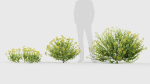 Bupleurum fruticosum Shrubby Hares Ear