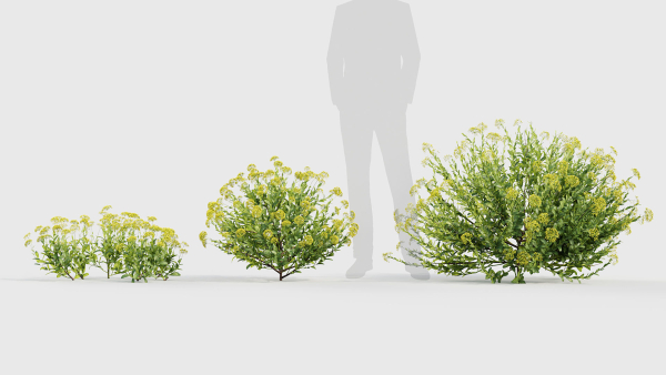 Bupleurum fruticosum Shrubby Hares Ear