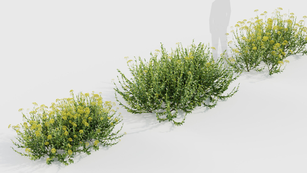 Bupleurum fruticosum Shrubby Hares Ear
