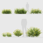 Bupleurum fruticosum Shrubby Hares Ear
