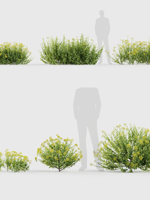 Bupleurum fruticosum Shrubby Hares Ear