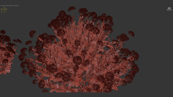 Bupleurum fruticosum Shrubby Hares Ear