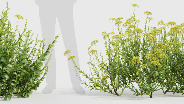 Bupleurum fruticosum Shrubby Hares Ear